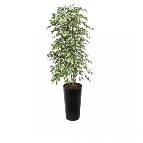 Artificial Variegated Ficus Tree and Handbuilt Trees From Evergreen Di