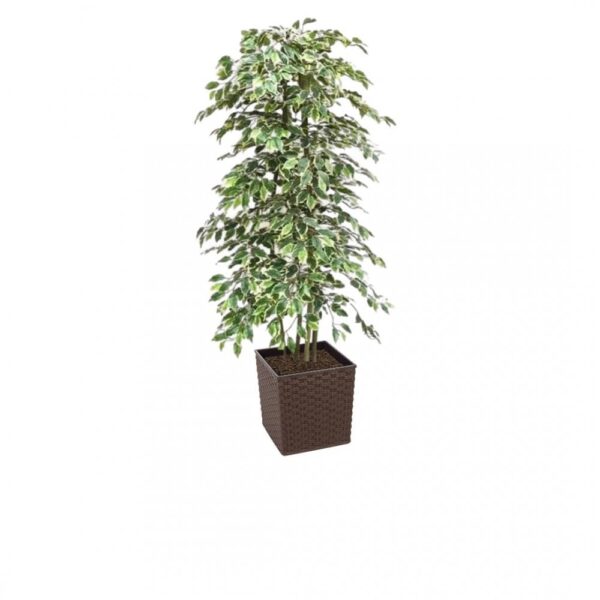 Artificial Variegated Ficus Tree and Handbuilt Trees From Evergreen Di