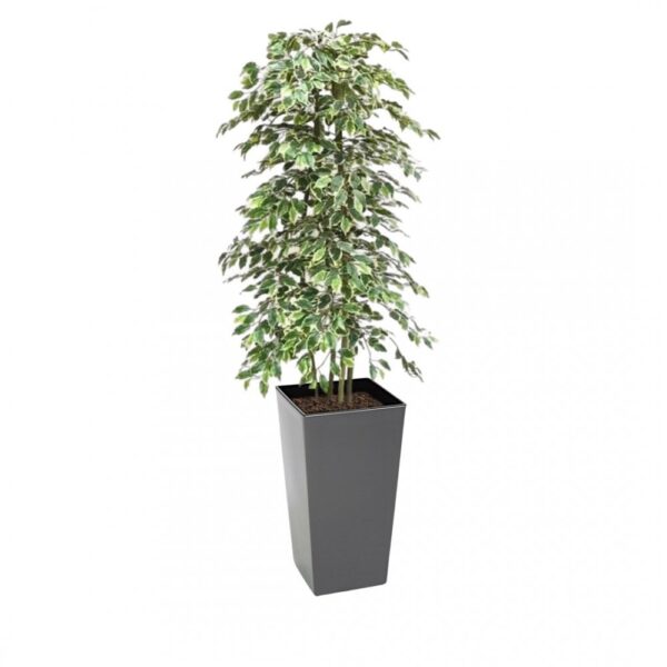 Artificial Variegated Ficus Tree and Handbuilt Trees From Evergreen Di