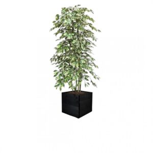 Artificial Variegated Ficus Tree and Handbuilt Trees From Evergreen Di