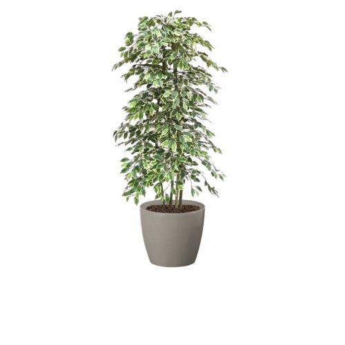 Artificial Variegated Ficus Tree and Handbuilt Trees From Evergreen Di