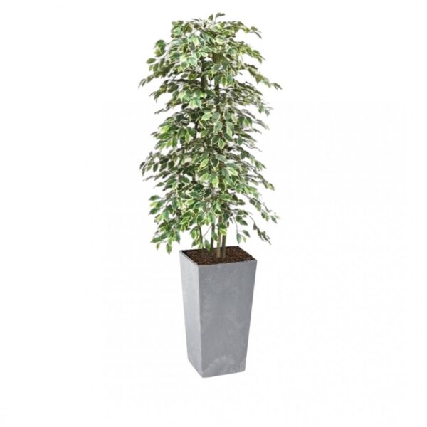 Artificial Variegated Ficus Tree and Handbuilt Trees From Evergreen Di