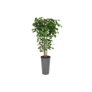 Artificial Hand Made Beech Tree | Evergreen Direct