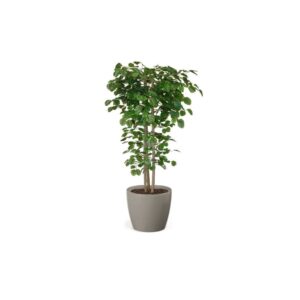 Artificial Hand Made Beech Tree | Evergreen Direct