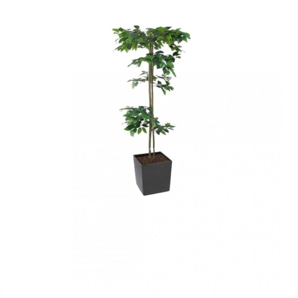 Artificial Hand Made Tiered Ficus Tree | Evergreen Direct