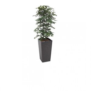 #1 for Artificial Green Ficus Trees | Evergreen Direct