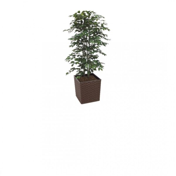 #1 for Artificial Green Ficus Trees | Evergreen Direct